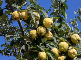 Dunja - Cydonia oblonga