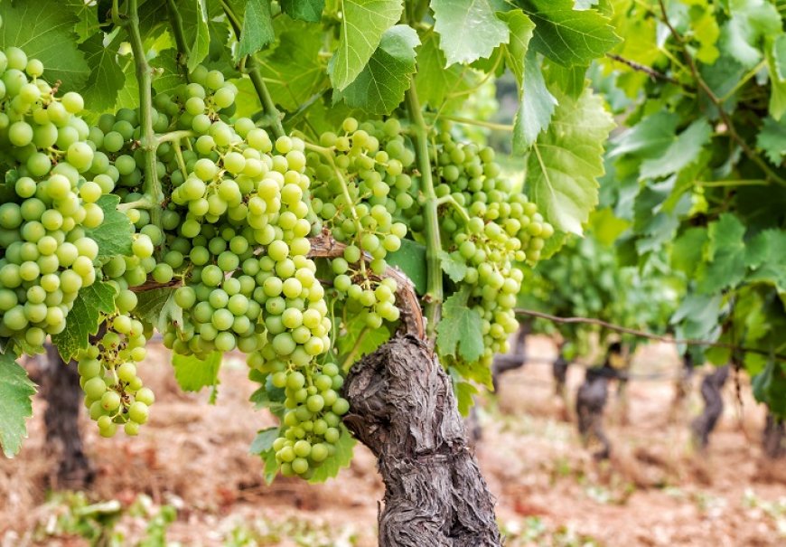 Loza - Vitis vinifera