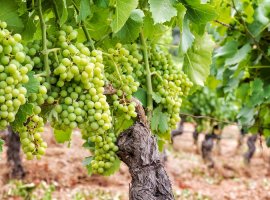 Loza - Vitis vinifera