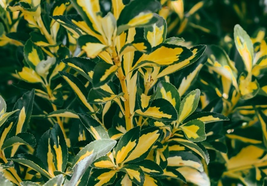 Silverthorne - Eleagnus pungens 