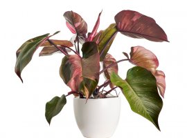 Crveni filodendron - Philodendron erubescens