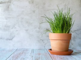 Vlasac - Allium schoenoprasum