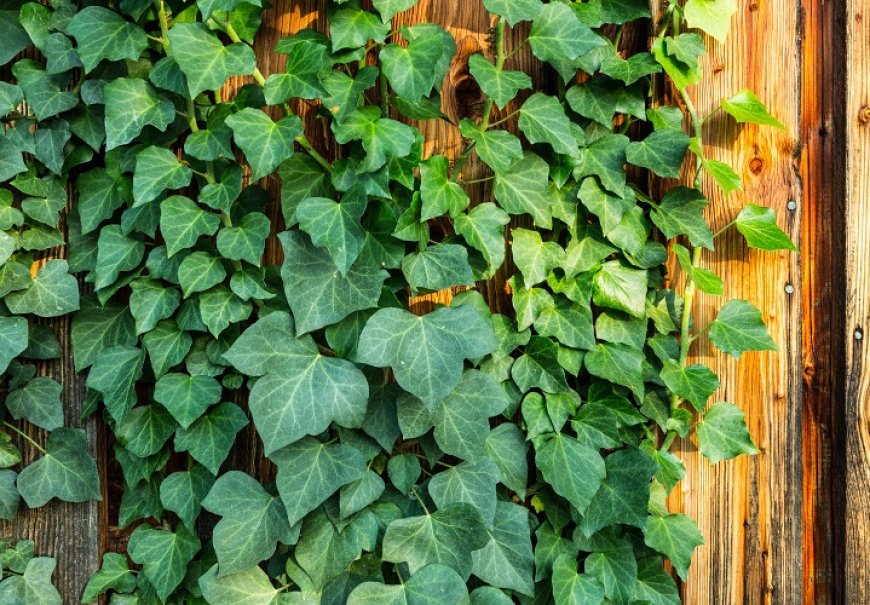Common Ivy - Hedera helix