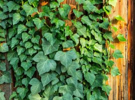 Bršljan - Hedera helix