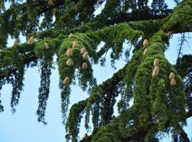 Himalajski cedar - Cedrus deodara