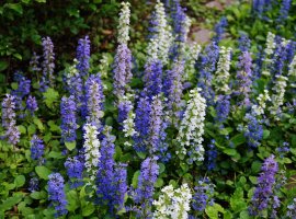 Ajuga - Ajuga reptans