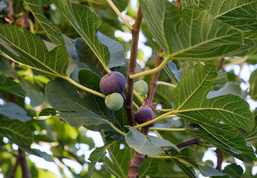 Common Fig - Ficus carica