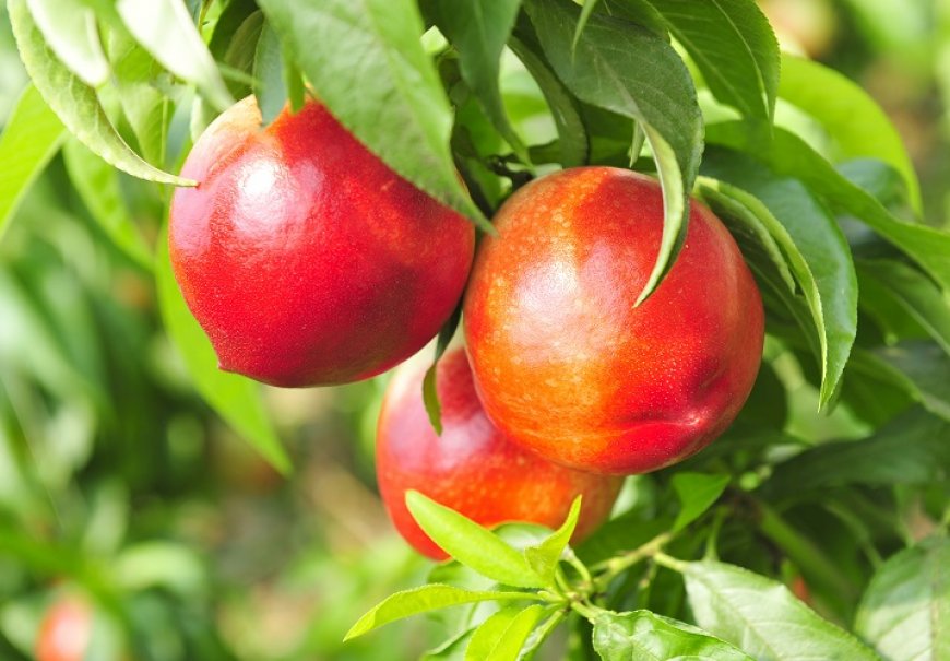 Nektarina - Prunus persica var. nectarina