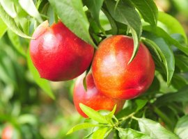 Nektarina - Prunus persica var. nectarina