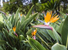 Rajska ptica - Strelitzia reginae