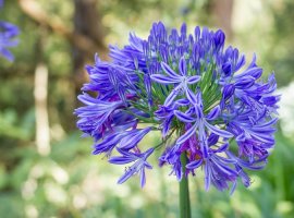 Afrički ljiljan - Agapanthus africanus