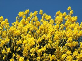 Brnistra - Spartium junceum