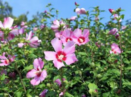 Sljezolika - Hibiscus syriacus