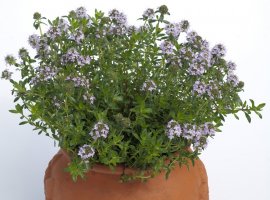 Satureja/čubar - Satureja montana