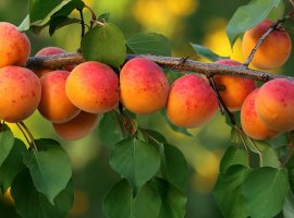 Marelica - Prunus armeniaca