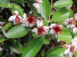 Feijoa - Feijoa sellowiana