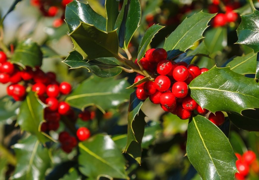Božikovina - Ilex aquifolium