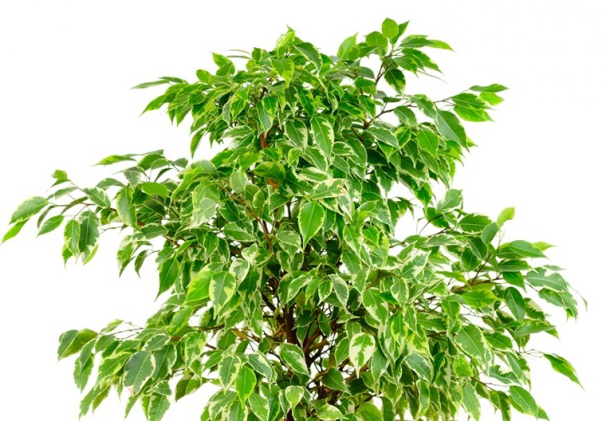 Fikus benjamin - Ficus benjamina