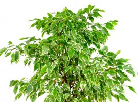 Fikus benjamin - Ficus benjamina