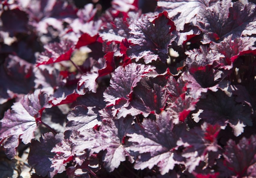 Crevice Alumroot - Heuchera micranhta 