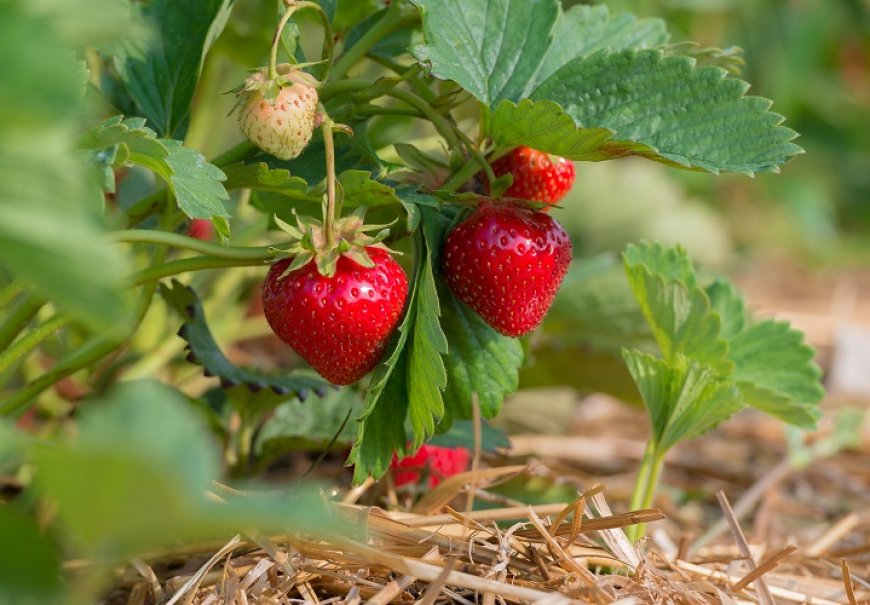 Jagoda - Fragaria grandiflora
