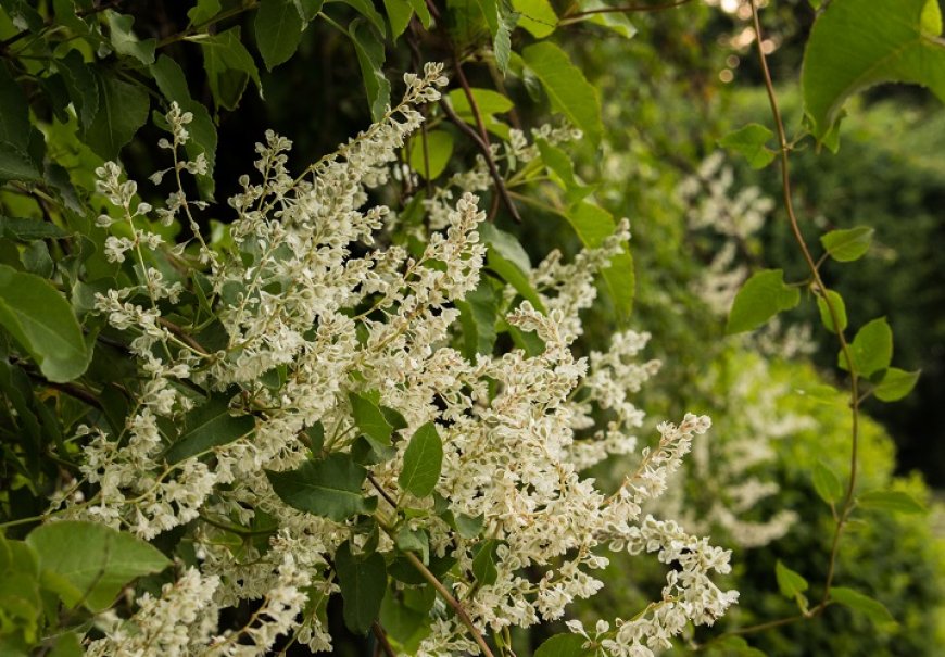 Falopia - Polygonum auberti