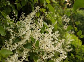 Falopia - Polygonum auberti