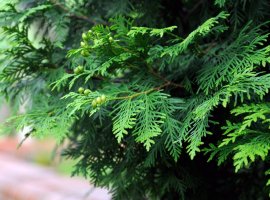 Lejlandski čempres - Cupressocyparis leylandii