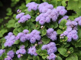 Flossflower - Ageratum houstonianum