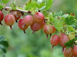Ogrozd - Ribes uva-crispa