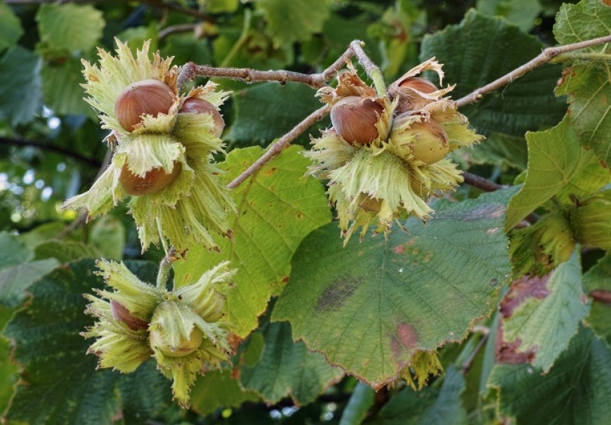 Lješnjak - Corylus avellana