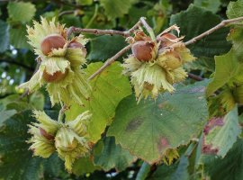 Lješnjak - Corylus avellana