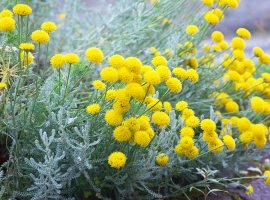 Bakuk, svetolin mirisni - Santolina chamaecyparissus