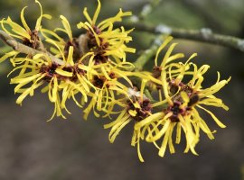 Witch Hazel - Hamamelis mollis