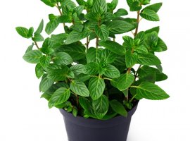 Menta - Mentha piperita var. odorata