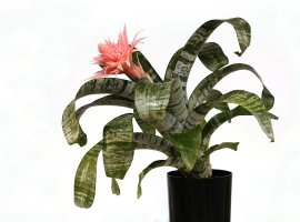 Srebrna vaza - Aechmea fasciata