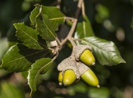 Crnika - Quercus ilex
