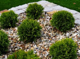 Tuja - Thuja occidentalis 'Danica'