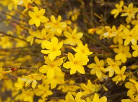 Jasmin zimski - Jasminum nudiflorum
