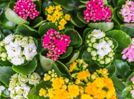 Kalanhoa - Kalanchoe blossfeldiana