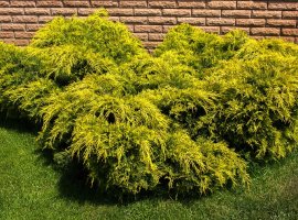 Borovica - Juniperus x media