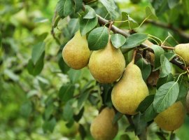 Kruška - Pyrus communis