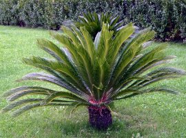 Cikas - Cycas revoluta