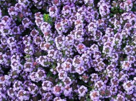 Timijan/majčina dušica - Thymus vulgaris