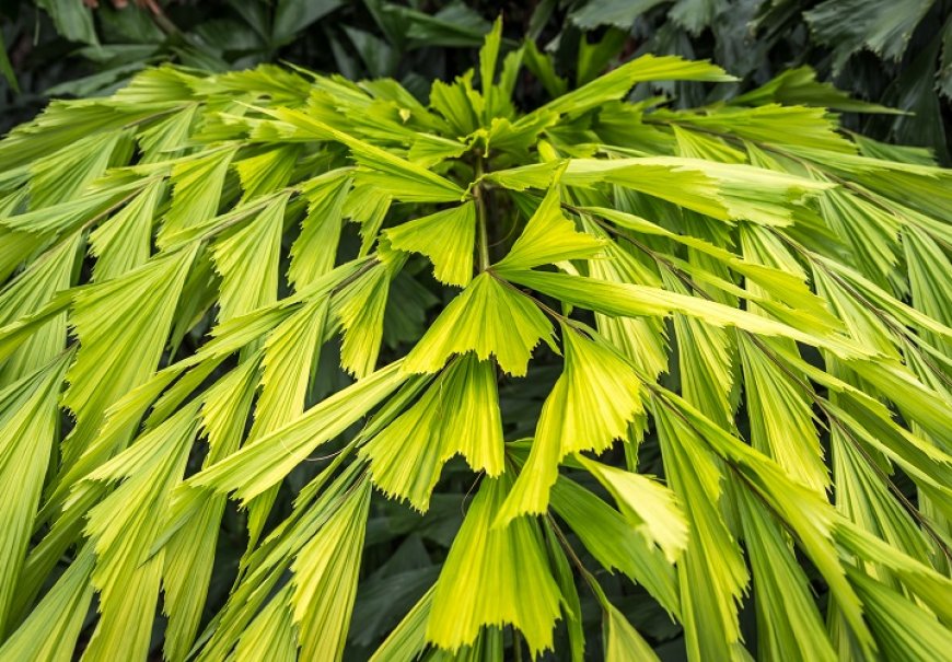 Fishtail Palm - Caryota mitis