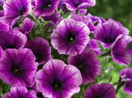 Petunia - Petunia grandiflora