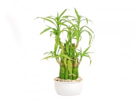 Trakasti zmajevac - Dracaena sanderiana