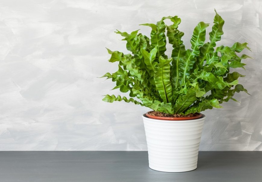 Gnjezdasta paprat - Asplenium nidus