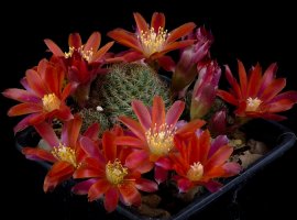 Rod Rebutia - Rebutia sp.