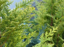 Pačempres - Chamaecyparis lawsoniana 'Ellwoodii'